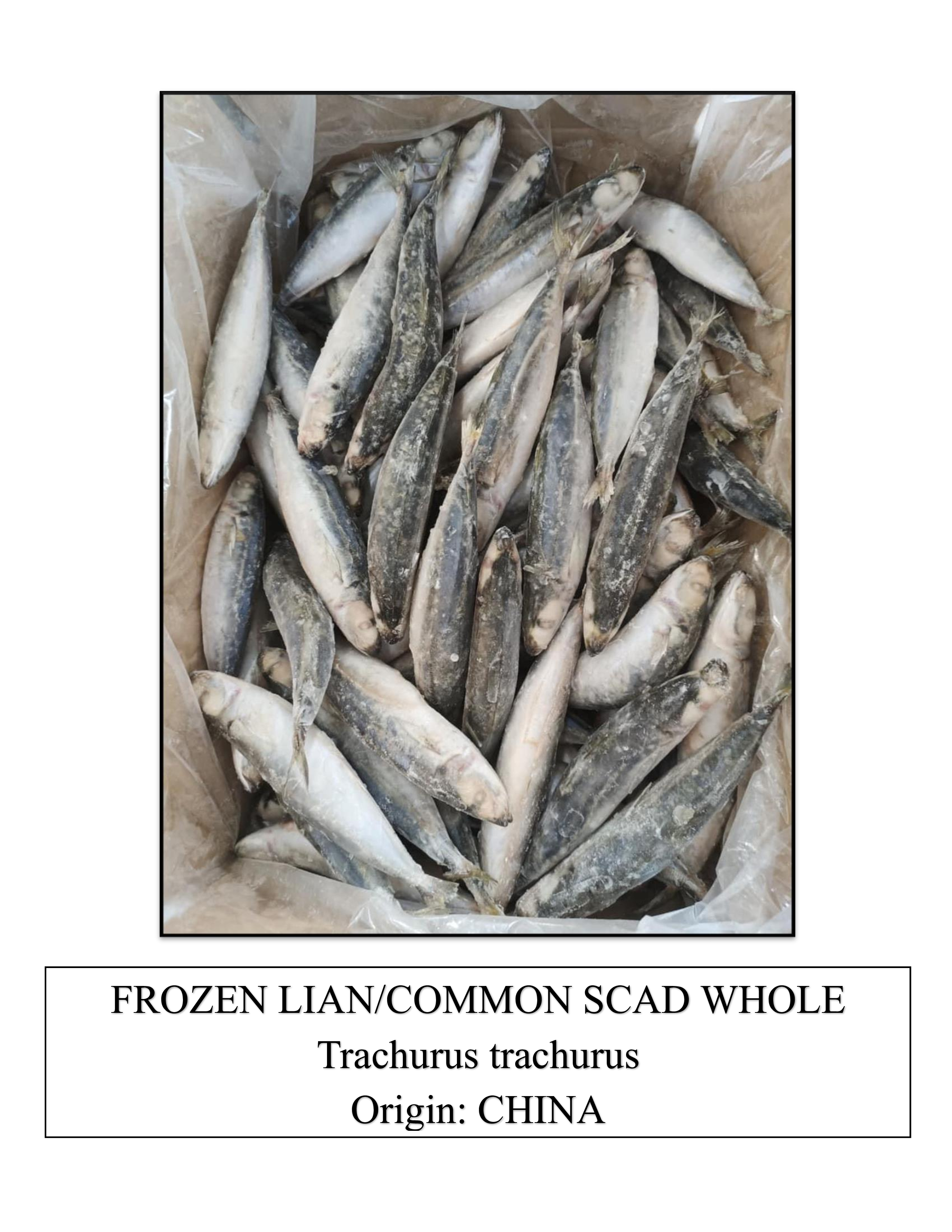 Frozen Common Scad